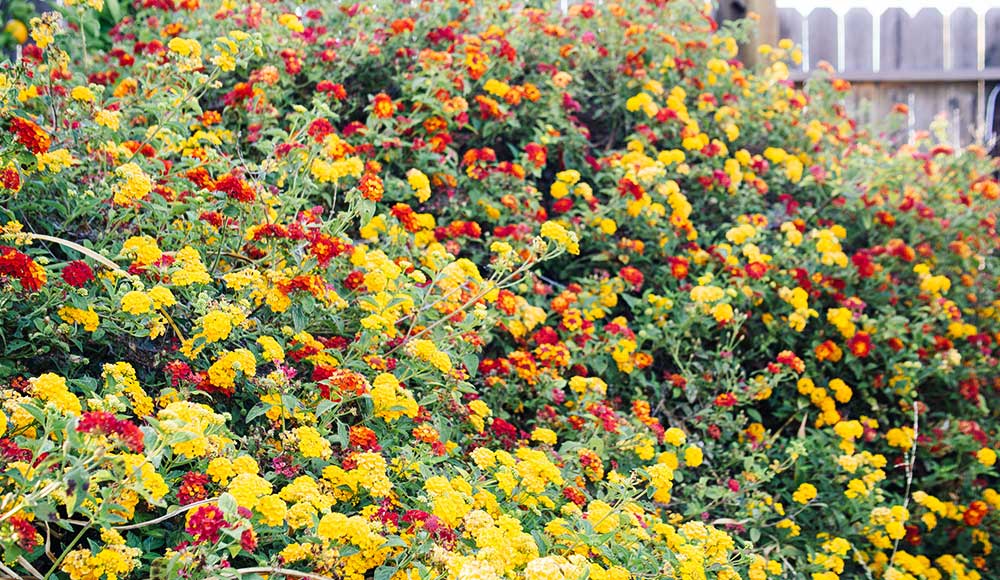 15-hitzebest-ndige-pflanzen-f-r-ihren-sommergarten