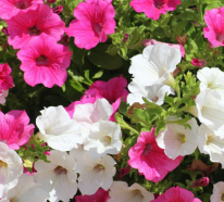 15 hitzebeständige Pflanzen und Blumen für Ihren Sommergarten