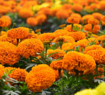 15 hitzebeständige Pflanzen und Blumen für Ihren Sommergarten