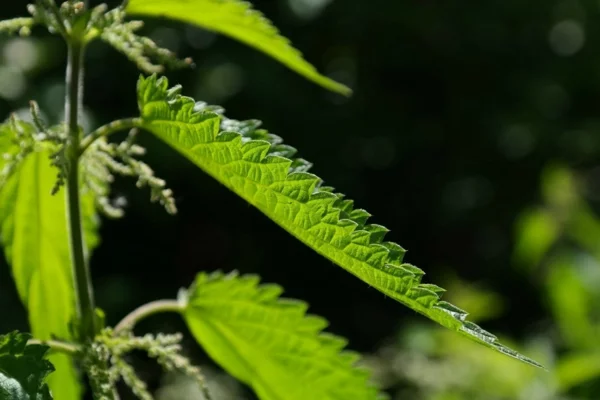 johanniskraeuter sommersonnenwende 2022 brennnessel