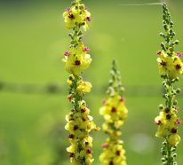 Die Königskerze pflegen – Nützliche Tipps für mehr Blüte
