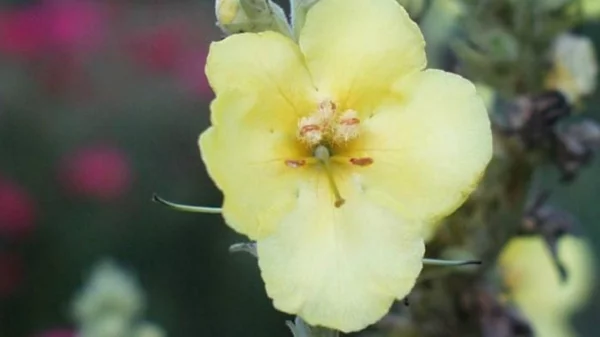 königskerze einzelne blüte gelb
