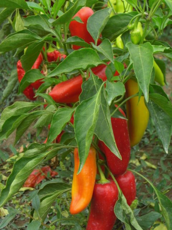 paprika-pflanze pflegen garten anbauen tipps