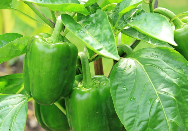 paprika-pflanze pflegen grüne paprika schoten