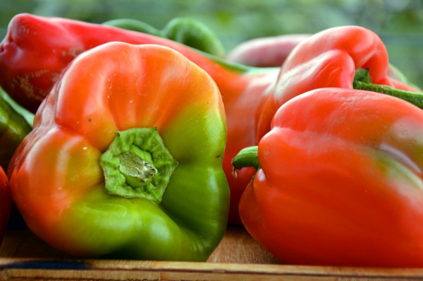 paprika-pflanze pflegen reifungsprozess farbveränderung