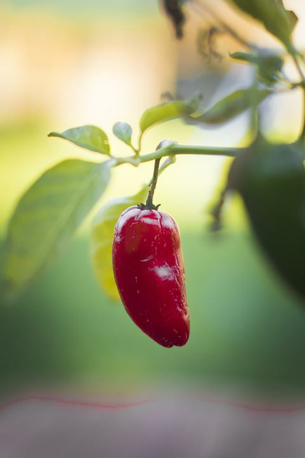 paprika-pflanze pflegen rot lebensmittel