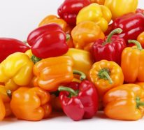 Paprika-Pflanze pflegen – Nützliche Tipps für die Hobbygärtner