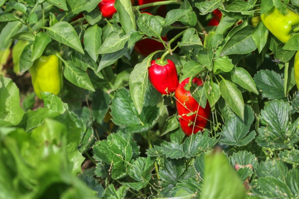 paprika-pflanze pflegen verschiedene formen