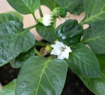 Paprika-Pflanze pflegen – Nützliche Tipps für die Hobbygärtner