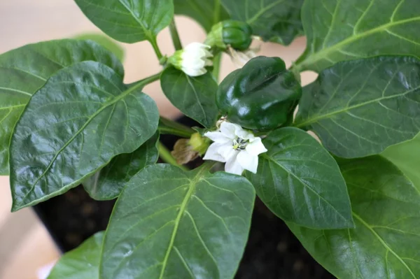 paprika-pflanze pflegen weiße blüten
