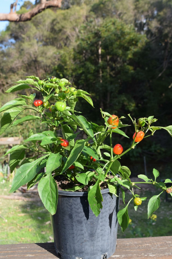 paprika-pflanze pflegen tipps tricks