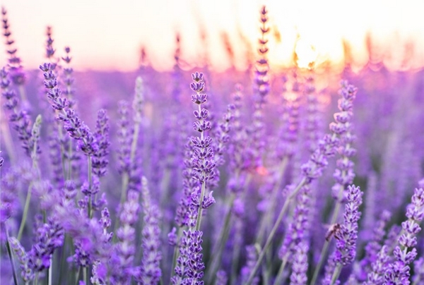schneckenresistente Pflanzen für Ihren Garten Lavendel