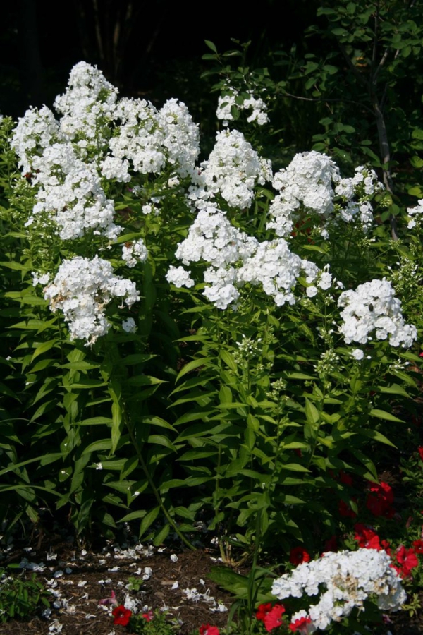 staudenbeet anlegen phlox weiße blüten