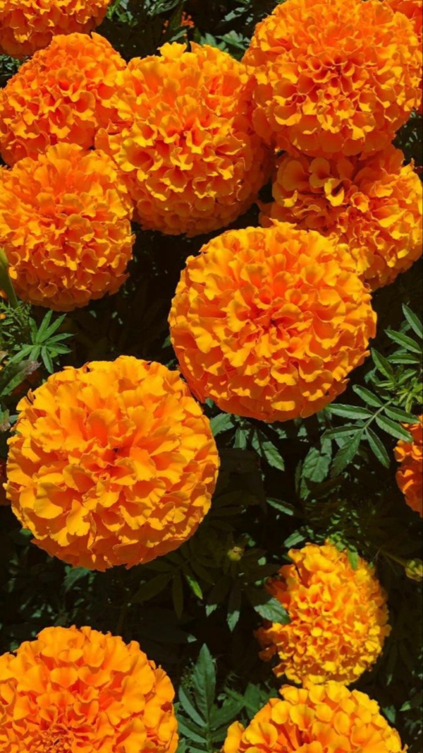 studentenblume attraktive blüten orange