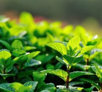 Tee Garten anlegen- 19 Kräuter für bessere Lebensqualität