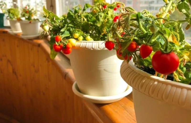 tomaten richtig pflegen balkon gemüsegarten anbauen tipps