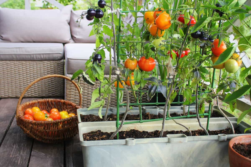 tomaten richtig pflegen balkontomaten pflege tipps