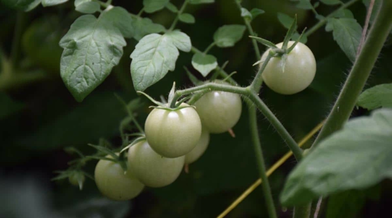 tomaten richtig pflegen gartenideen gemüsesorten anbauen