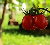 Tomaten richtig pflegen – Was muss man dabei beachten?