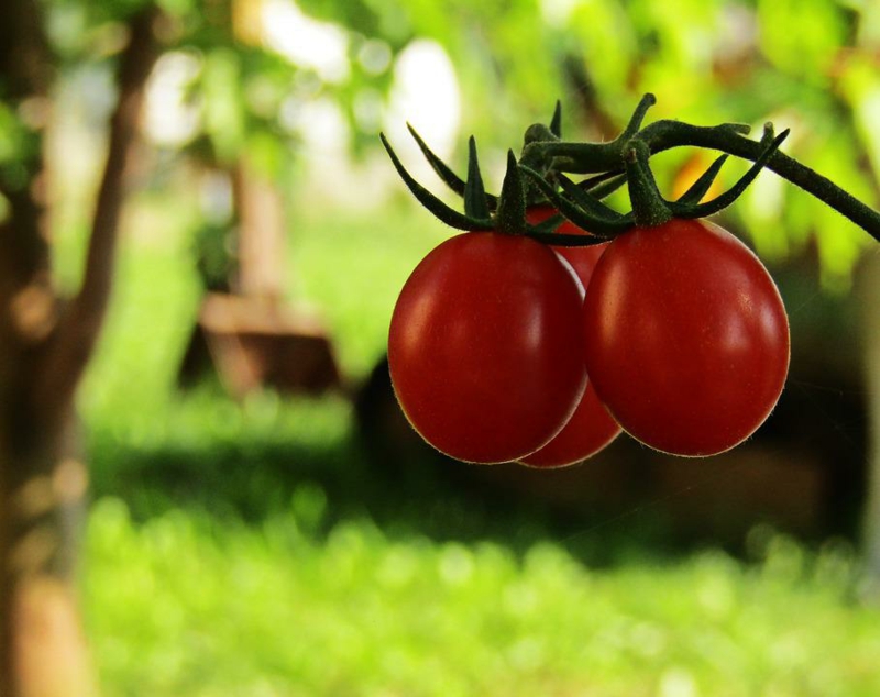tomaten richtig pflegen gemüsegarten anbauen tipps