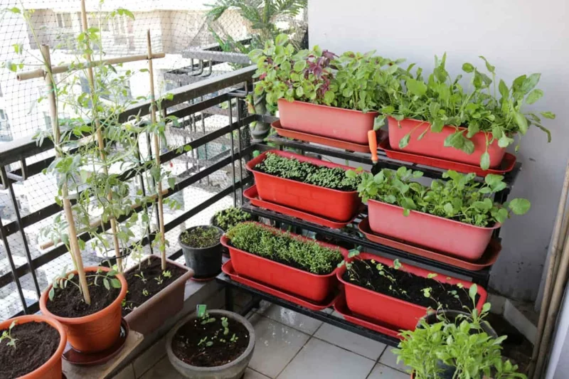 tomaten richtig pflegen gemüsegarten balkon
