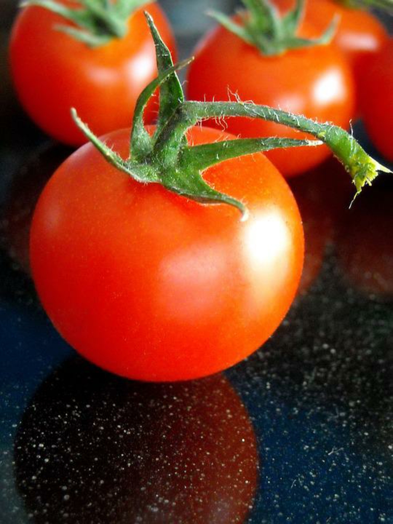 tomaten richtig pflegen leckeres gesundes gemüse