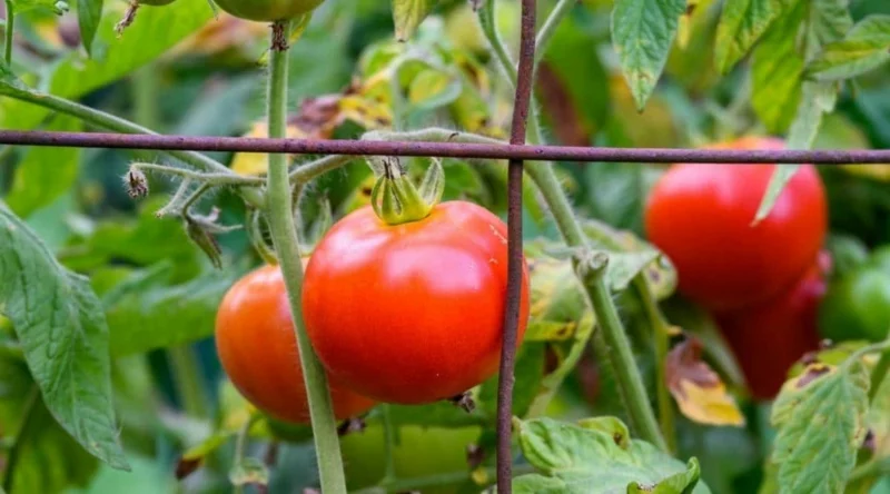 tomaten richtig pflegen rankhilfe gute ernte
