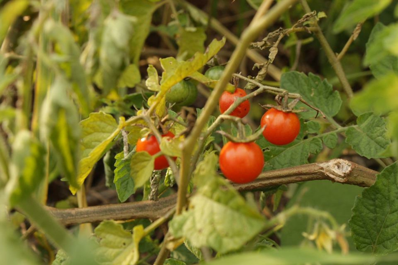 tomaten richtig pflegen tipps ideen