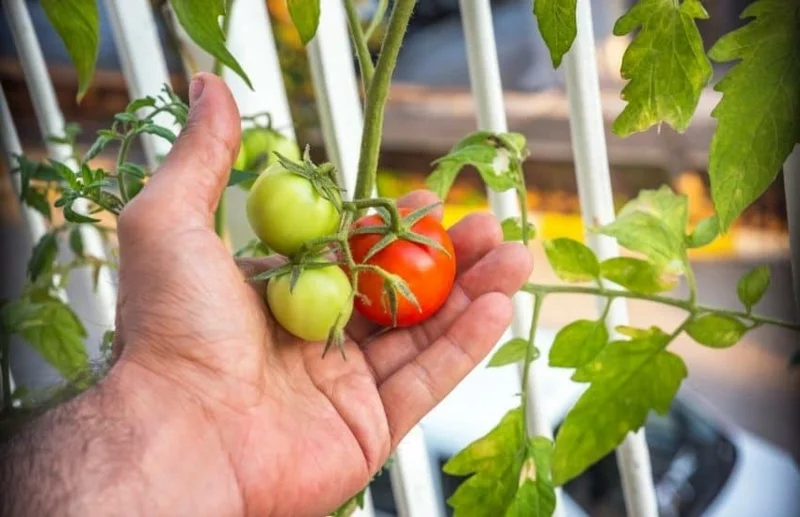 tomaten richtig pflegen tomaten essen selber anbauen