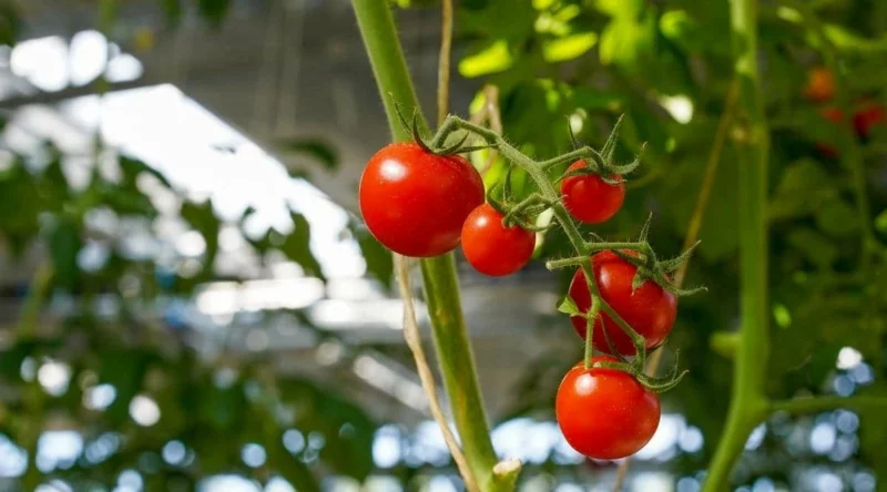 tomaten richtig pflegen welcher standort