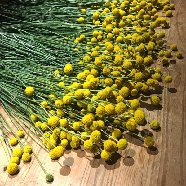 Trommelstöckchen richtig pflegen wichtige Infos und Tipps!