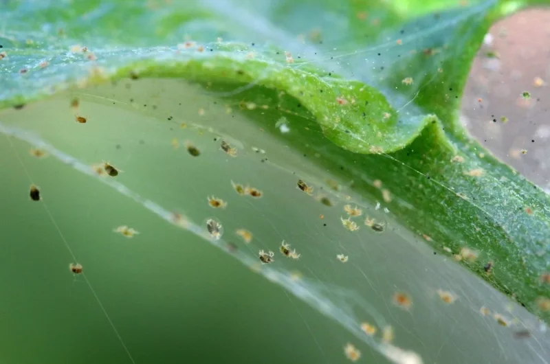 3 Oleander Schaedlinge und wie Sie diese bekaempfen spinnmilben erkennen pflanzen
