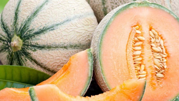 Cantaloupe-Melone die bevorzugte Sommerfrucht kalorienarm vitaminreich