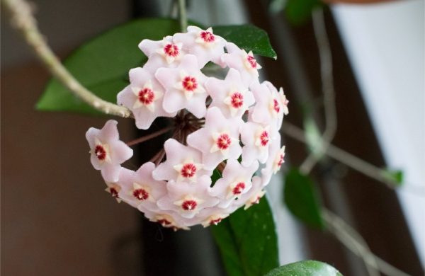 Duftende Zimmerpflanzen Wachsblume Porzellanblume natürliche Schönheit feines Aroma
