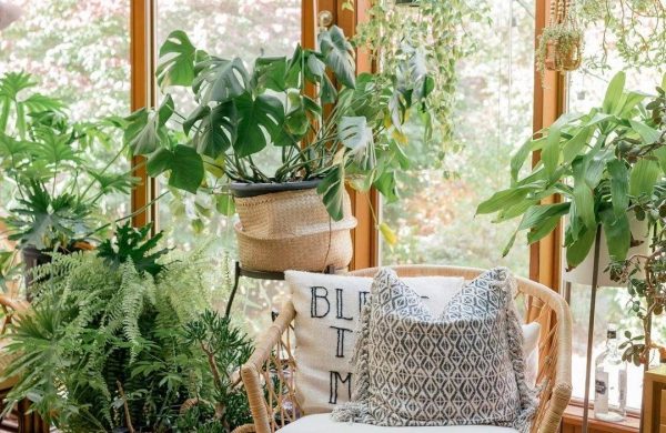 Duftende Zimmerpflanzen helles sonniges Zimmer deckenhohe Fenster viele Grünpflanzen Sessel Kissen