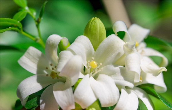 Duftende Zimmerpflanzen weiße Murraya Blüten duftende Orangenrauten unglaublich feines Aroma