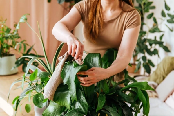 Kranke Zimmerpflanzen retten Staub abwischen von grünen Blättern eine Gewohnheit Blumenpflege