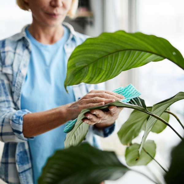 Kranke Zimmerpflanzen retten Staub von den Blättern abwischen mit einem feuchten Tuch