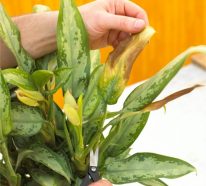 Kranke Zimmerpflanzen retten: 5 Tipps für alle Blumenfreunde!
