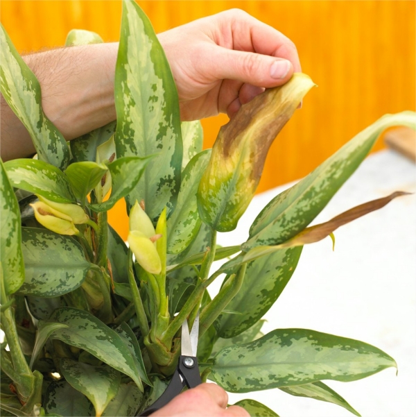 Kranke Zimmerpflanzen retten gelbe Blätter klares Zeichen für eine Krankheit