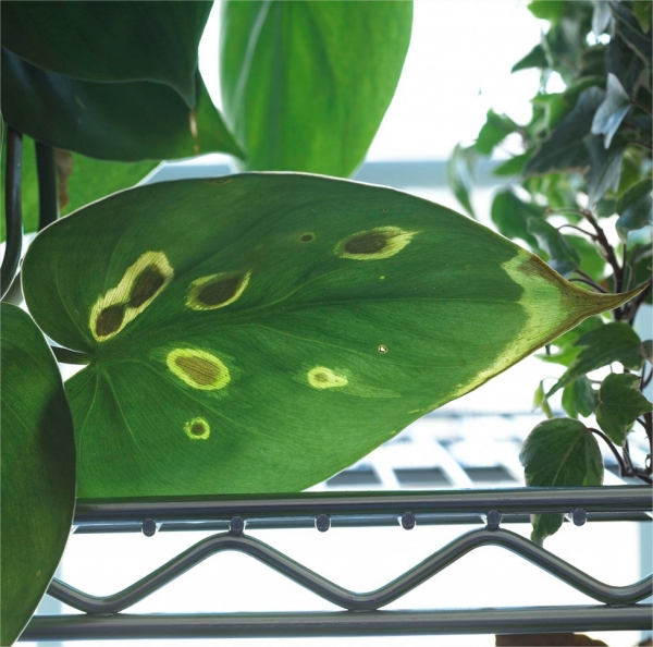 Kranke Zimmerpflanzen retten gelbe Flecken auf grünen Blättern erste Krankheitssymptome