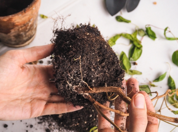 Kranke Zimmerpflanzen retten trockene Wurzeln ungenügend gießen