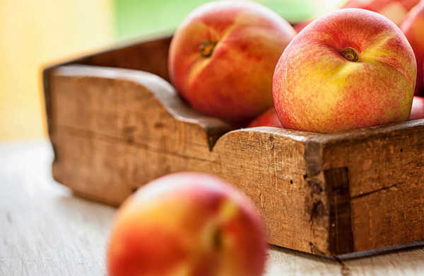 Pfirsiche lagern einmal gepflückte Früchte eine kurze Haltbarkeit