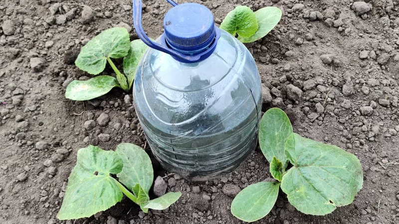 Pflanzen im Urlaub bewaessern – 6 DIY Ideen fuer Garten- und Zimmerpflanzen pet plastiflasche vergraben gartenbeet
