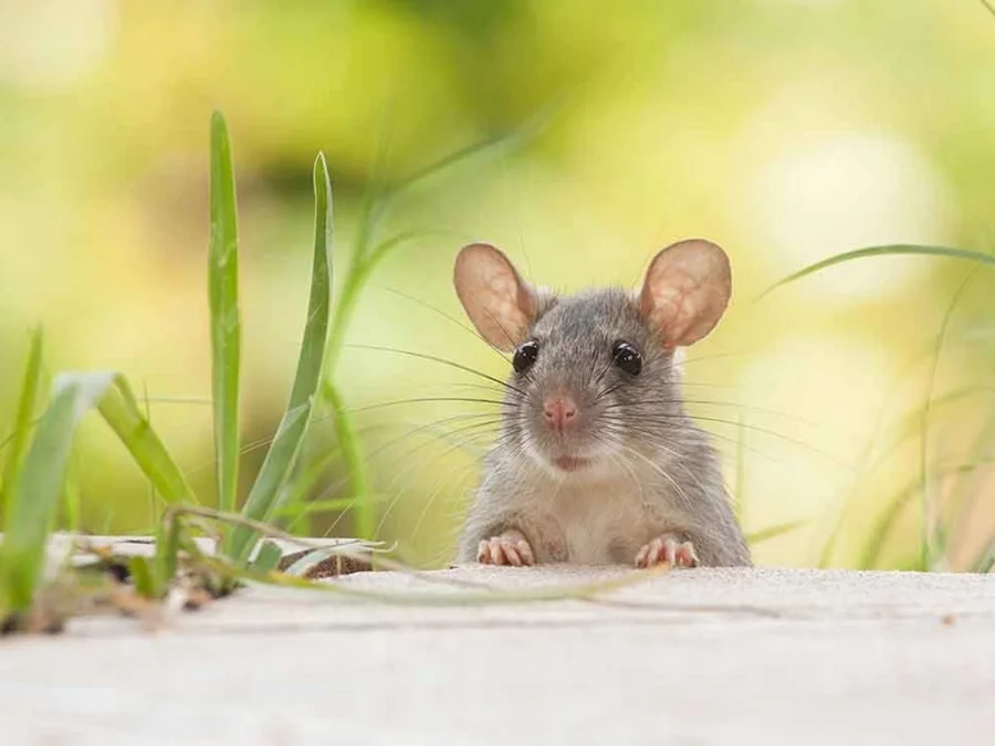 Ratten und Mäuse aus dem Garten vertreiben