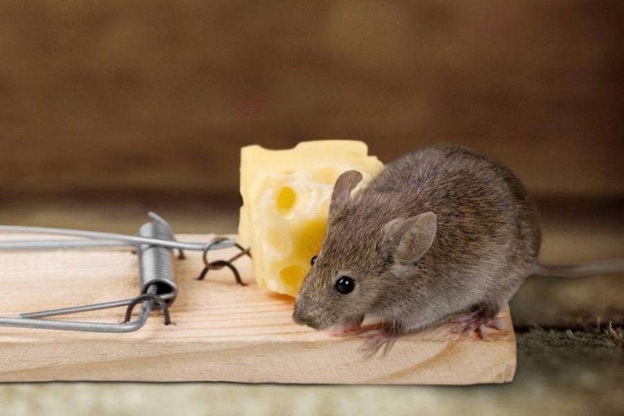 Ratten und Mäuse fern fernhalten Fallen verwenden