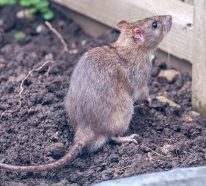 Ratten und Mäuse vertreiben: So halten Sie die Nagetiere fern!
