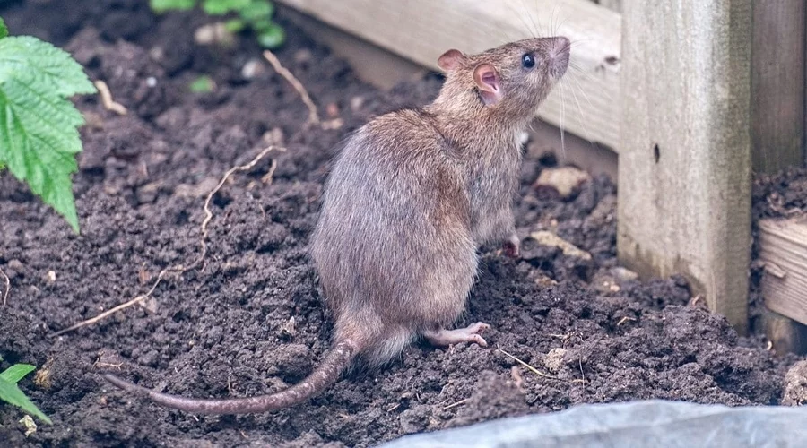 Ratten und Mäuse fern fernhalten Ideen