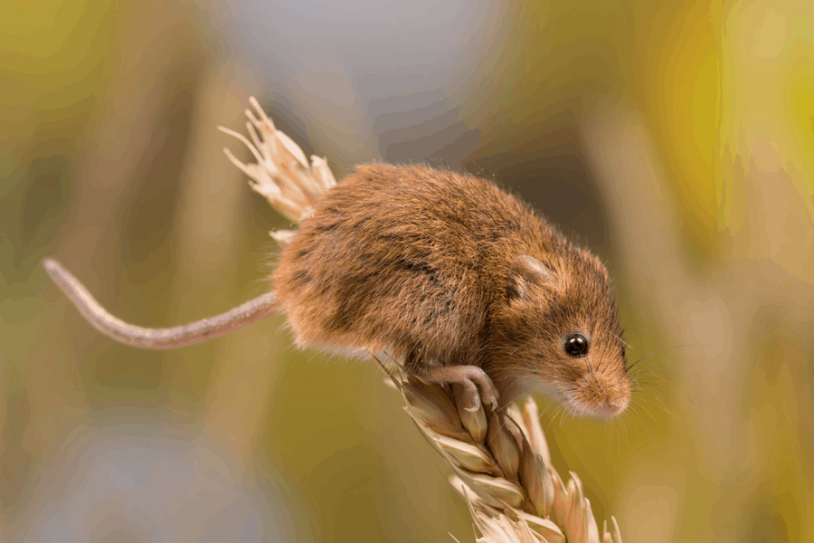 Ratten und Mäuse fernhalten Nagetiere vertreiben