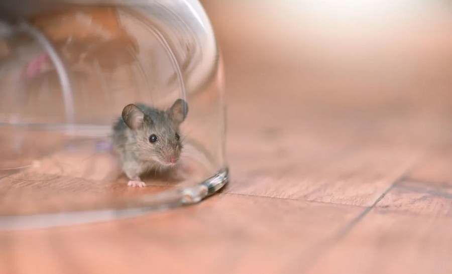 Ratten und Mäuse vertreiben Gesundheitsrisiko vorbeugen